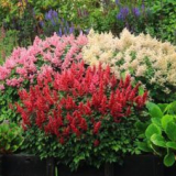 Nejlepší astilby pro zahradu: astilbe arendsa, jiné odrůdy